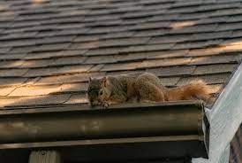 Squirrel Removal: A Guide to Safely and Effectively Managing Pesky Squirrel Infestations