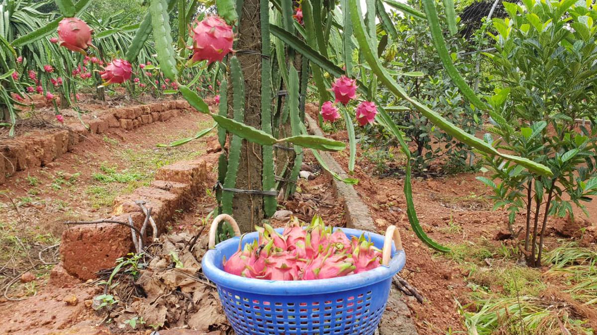 Dragon Fruit Cultivation in India: Top 4 Health Benefits And Varieties