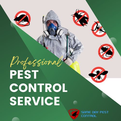 Today's Problem, Today's Solution: Embracing Same-Day Pest Control