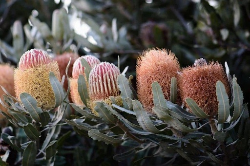 The Colorful Australian Native Plants for Your Home