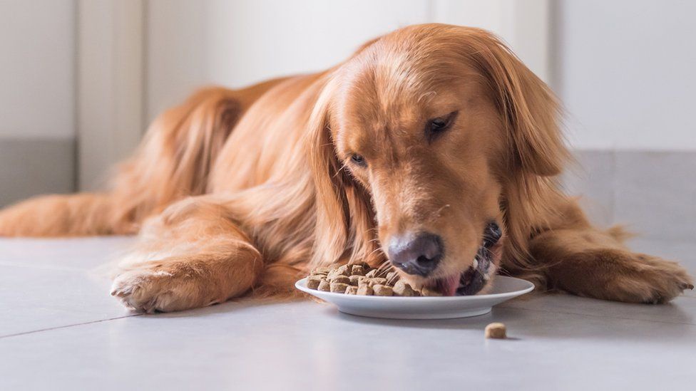 Dried Whole Fish: A Nutrient-Rich Snack for Dogs