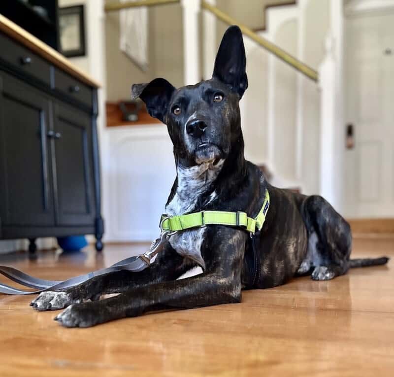 The Top-Rated Dog Harnesses in the UK: A Buyer's Guide