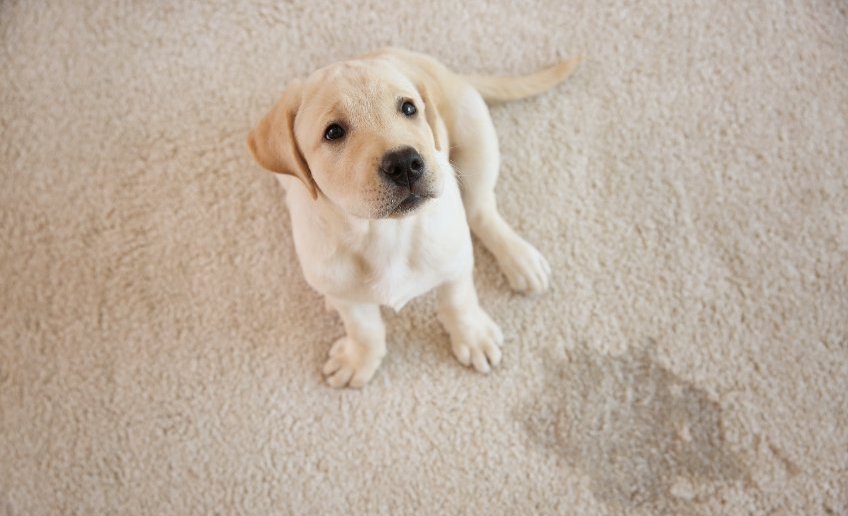 Revitalize Your Home with Professional Carpet Stretching, Cleaning, and Pet Odor Removal Services
