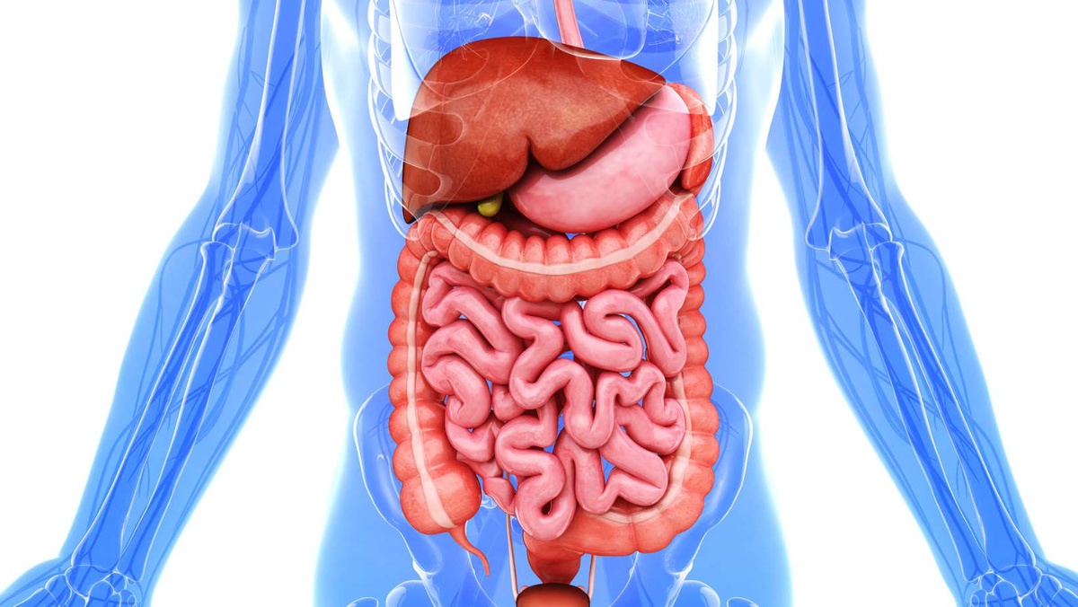 Impact on the Liver and Digestive Organs