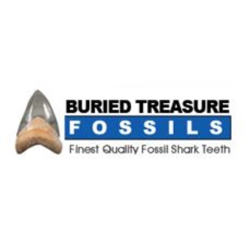 Megalodon Tooth Fossil Hunting: Unearthing the Colossal Predator's Legacy