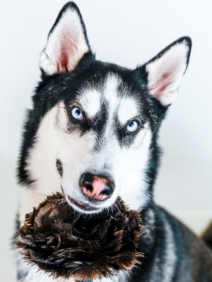 Pet-Friendly Paradigm: Redefining Cleanliness with Expert Services