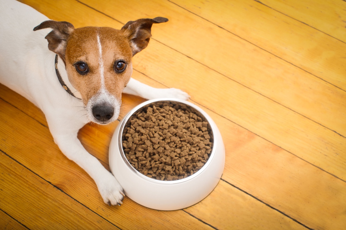 Unveiling the Grain-Free Revolution: A Comprehensive Guide to Grain Free Dog Food