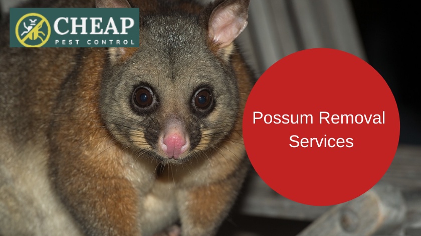 How to Find Reliable Possum Removal Near Me in Australia?