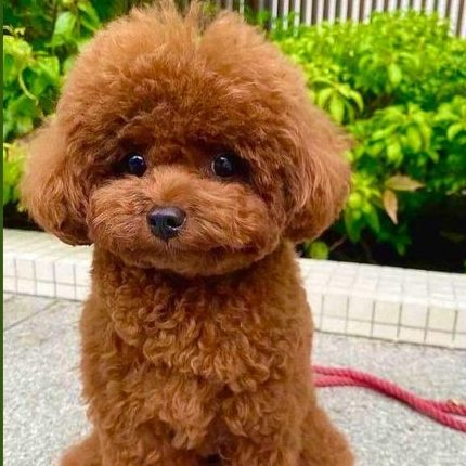 Puppy Love in Mumbai: Uncovering the Charm of Adorable Poodle Puppies for Sale