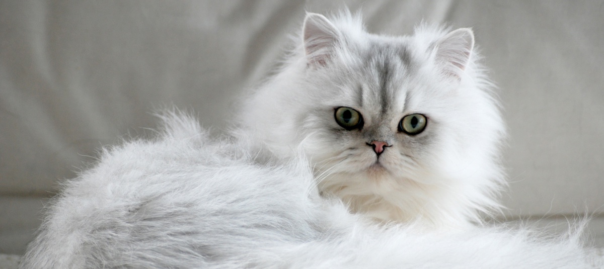 Exquisite Persian Kittens For Sale In Gurgaon: Unveiling Elegance at Irresistible Prices