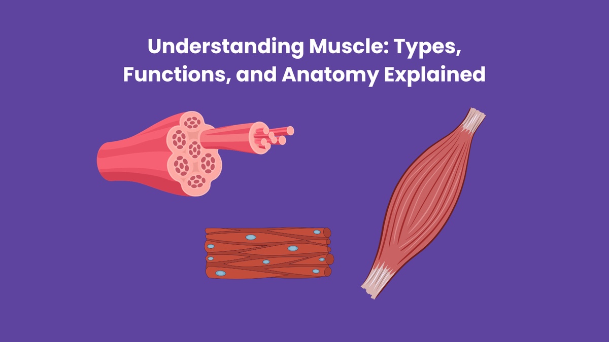 Understanding Muscle: Types, Functions, and Anatomy Explained
