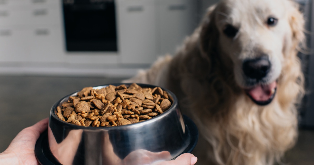 Grain-Free Bliss: Elevate Your Dog's Diet with Grain Free Dog Food