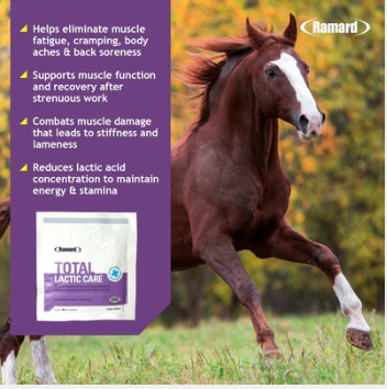 Importance of Choosing the Best Senior Horse Supplements