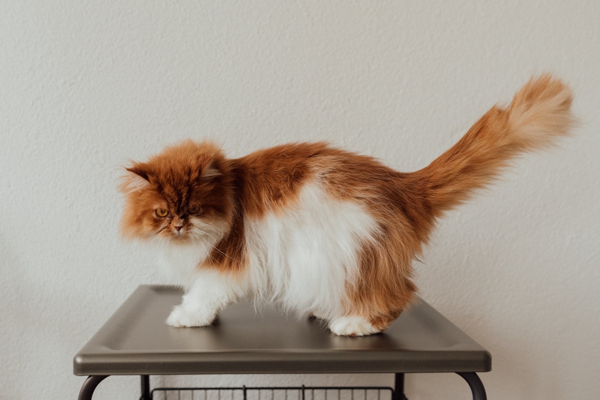 Understanding Cat Coat Types for Effective Grooming in Abu Dhabi