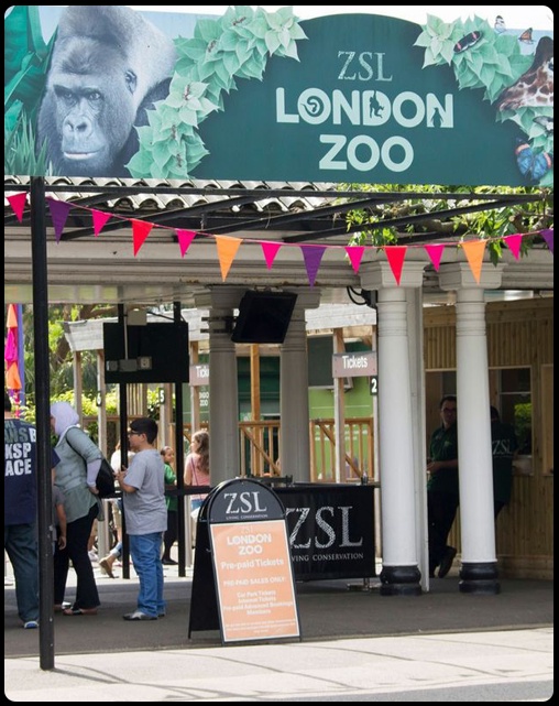 Escape the Concrete Jungle for a Wild Adventure: Your Minicab Awaits to London Zoo!