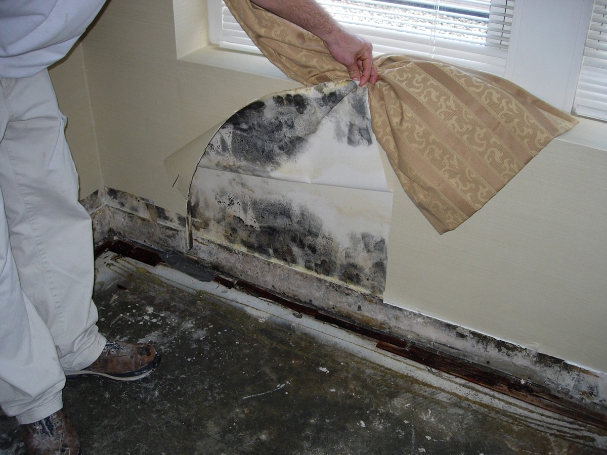 Why Professional Mold Inspections Are Absolutely Important