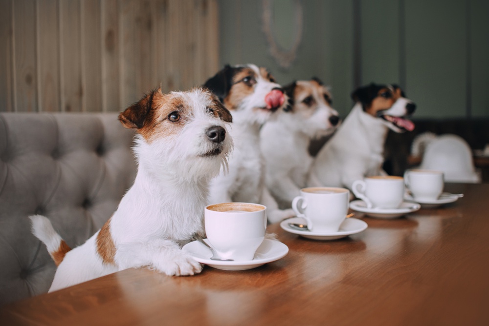 Furry Friendly Eateries: Popular Dog and Cat Cafes in the UK