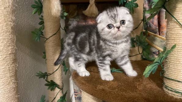 Discover the Charm of Affordable Joy With Munchkin Kittens For Sale $200