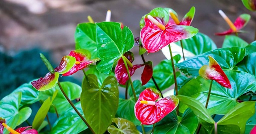 Anthurium Love: Discovering the Language of These Tropical Blooms