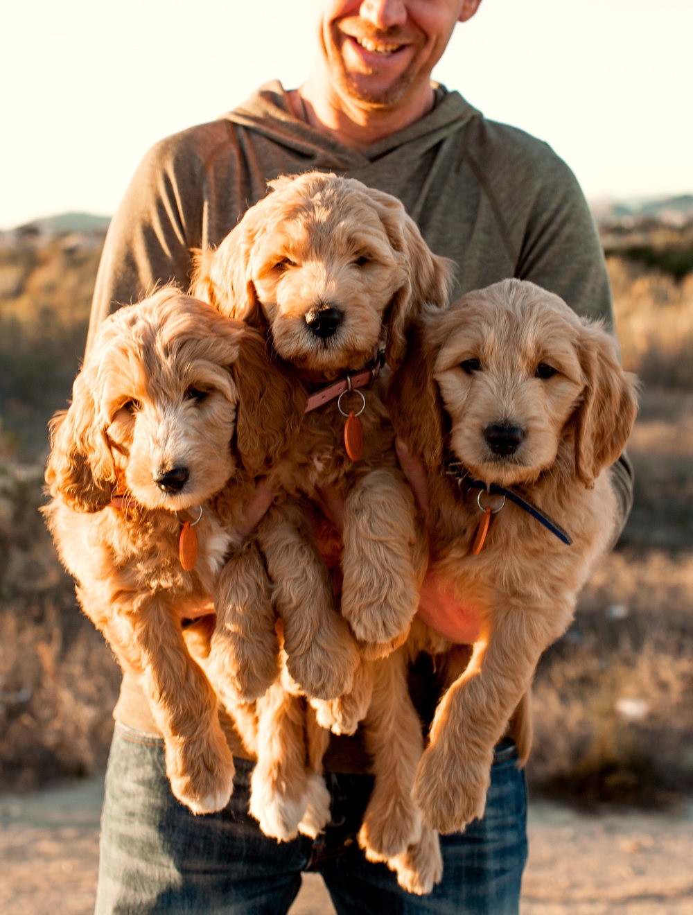 Qualities to Look for in a Goldendoodle Breeder: Ensuring a Responsible Adoption Journey