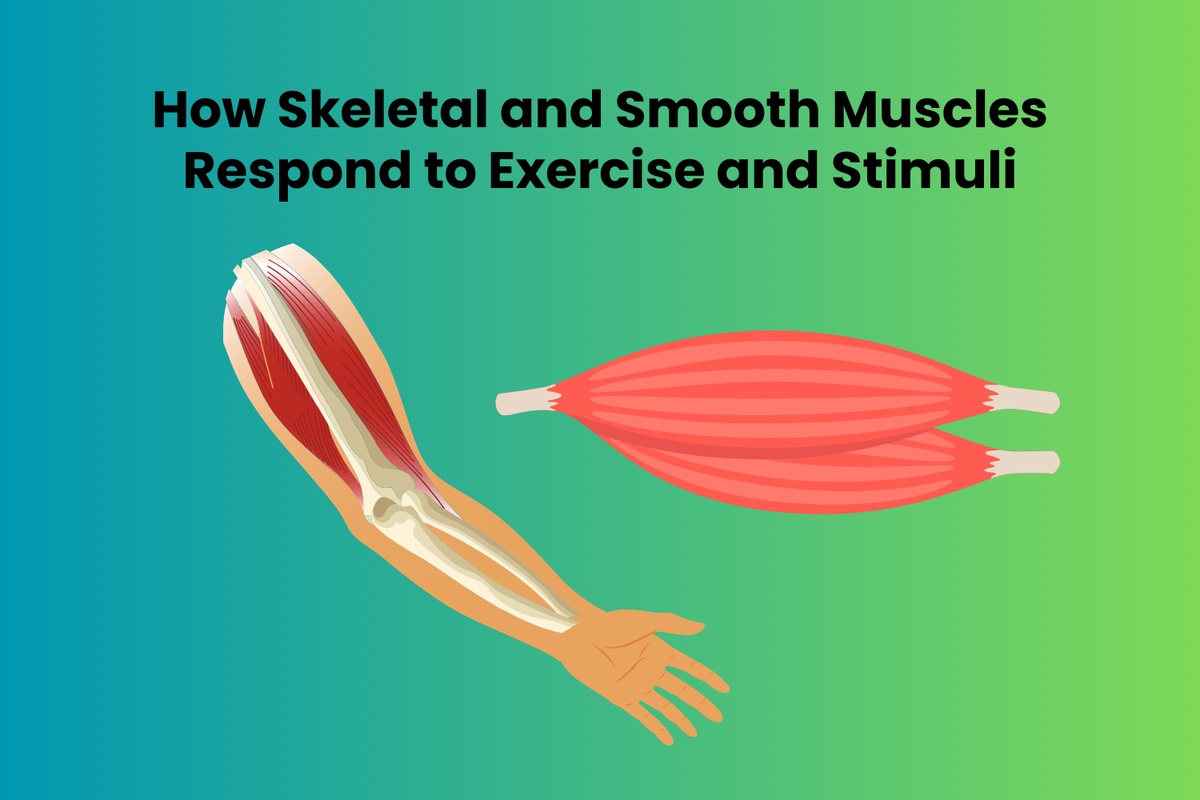 How Skeletal and Smooth Muscles Respond to Exercise and Stimuli