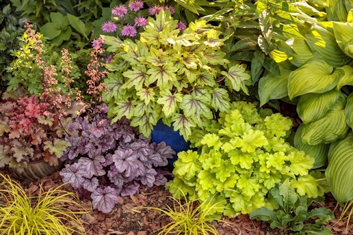 Embracing Nature's Palette: Top 10 Colorful Outdoor Plants for Your Garden
