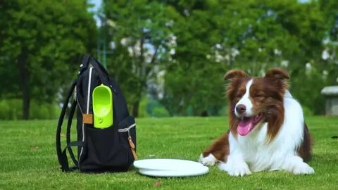 The Best Dog Travel Supplies For Your Pawsome Adventures!