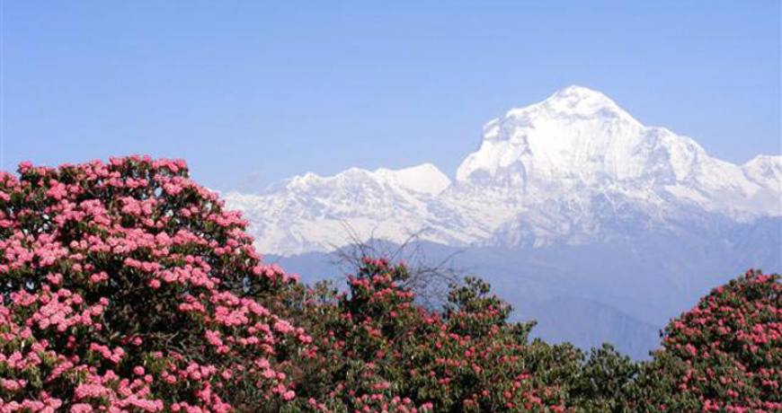 Top 7 Highlights of Mohare Danda by Nepal Trekking Company