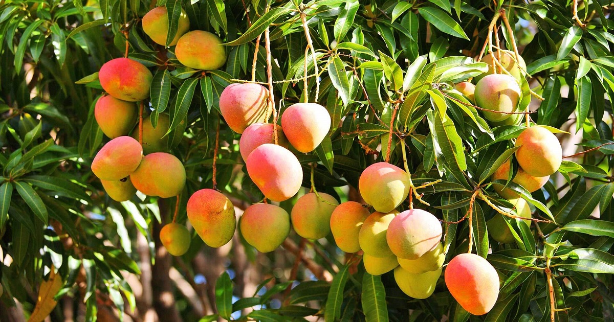 Government Subsidies Impact on Fresh Mangoes Price in Pakistan