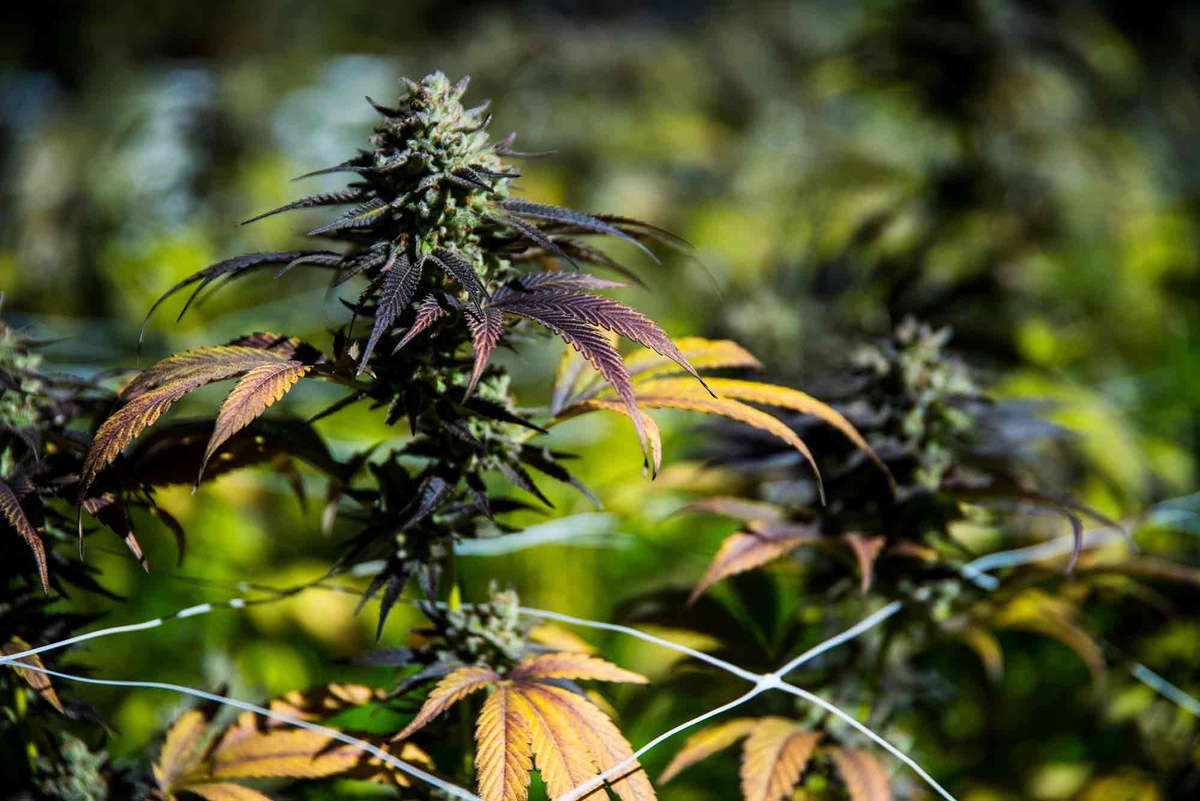 Regenerative Cannabis Farming: Harvesting at the Pinnacle of Quality