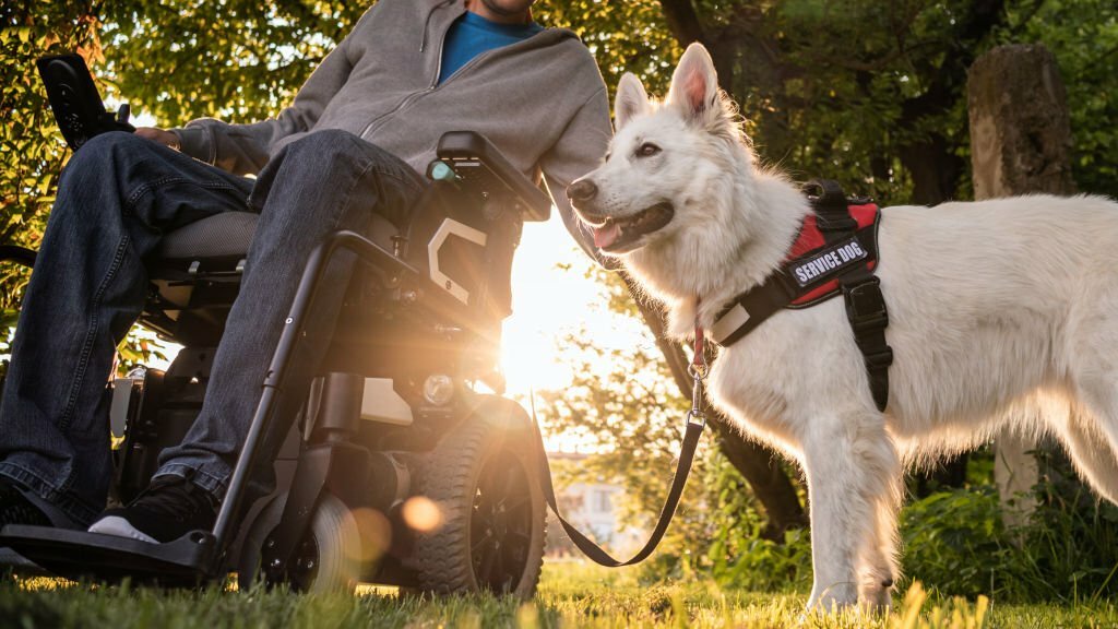 Fly hassle-free with your Psychiatric Service Dog