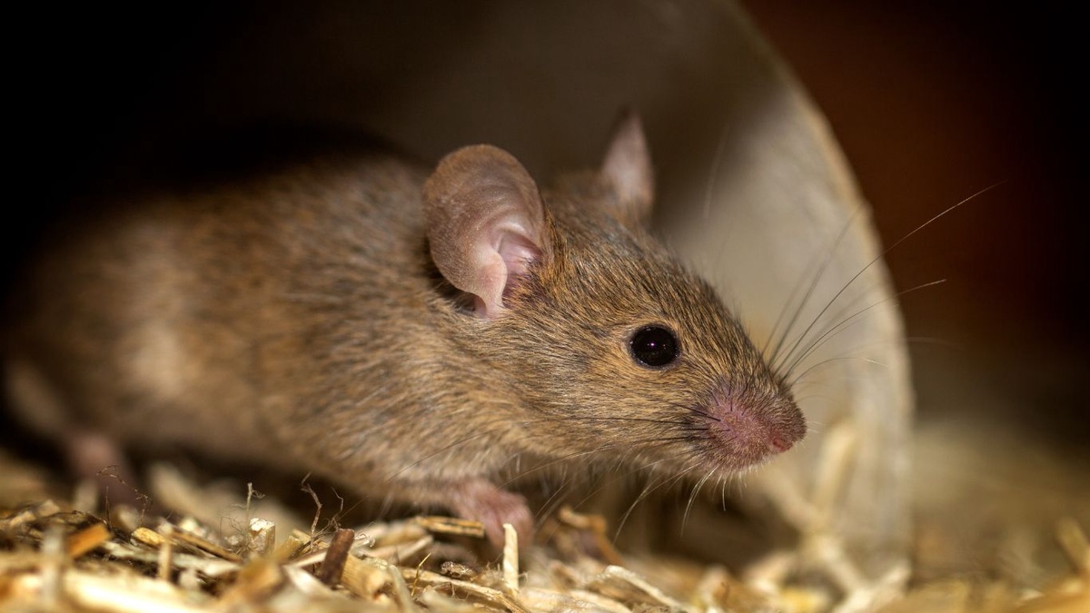 Smart Strategies for Rodent Removal: Keeping Your Home Safe
