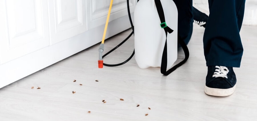 Same-Day Pest Exterminators at Your Srvice"