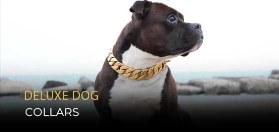 Finding the Perfect Collar for Your Canine Companion