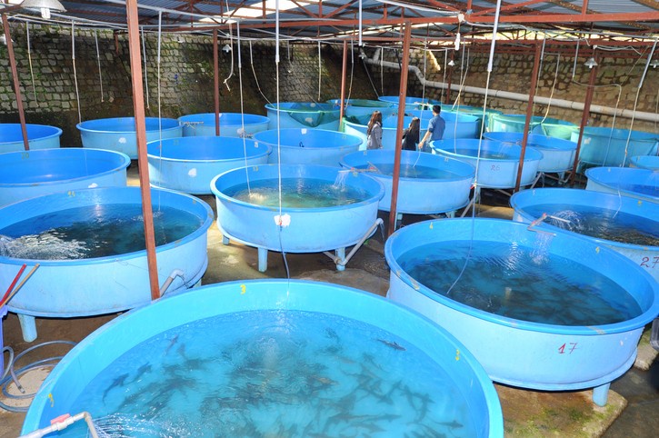 Revolutionizing Aquaculture: Biofloc Fish Farming Mastery