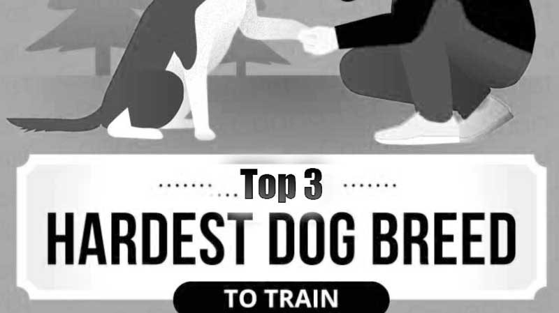 These Dogs are Hard to Train but Real Angles