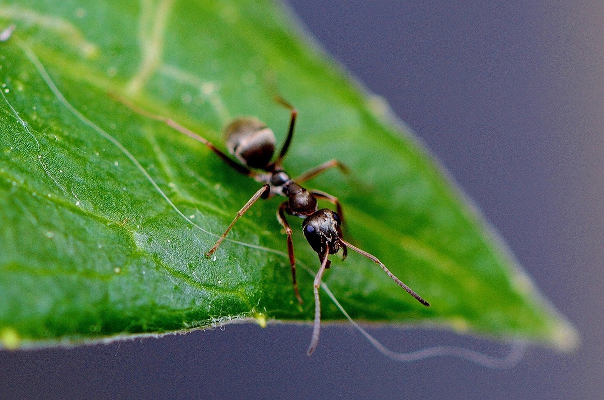The Silent Crusaders: In the World of Ant Extermination