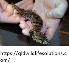 Animal Trapping and Removal Service Cairns