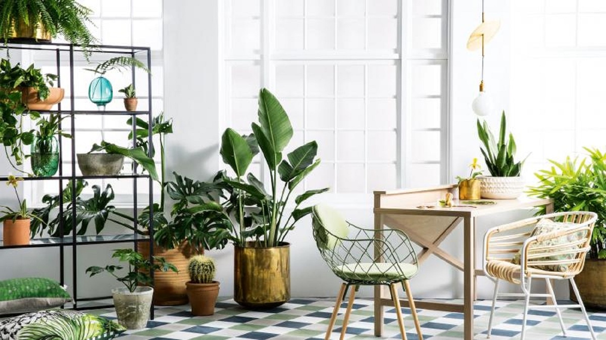 10 Best Low-Maintenance Indoor Plants to Brighten Your Office