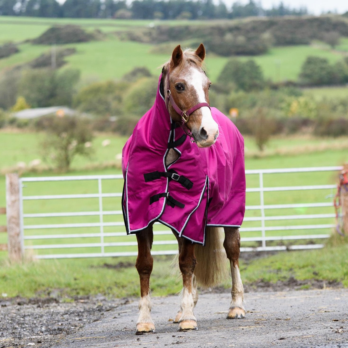 Rug Up Right: Essential Tips for Fitting and Using Horse Rugs Like a Pro