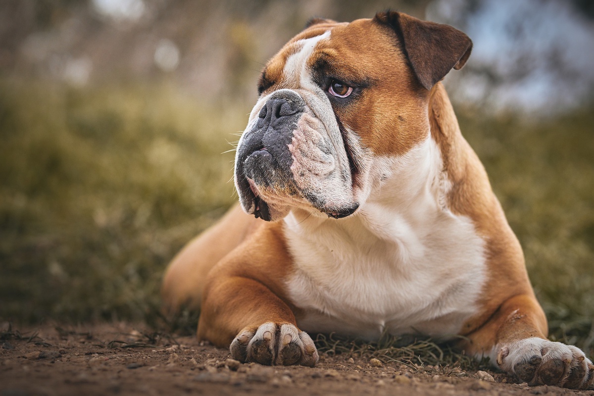 Exploring Dog Breeds in India"
