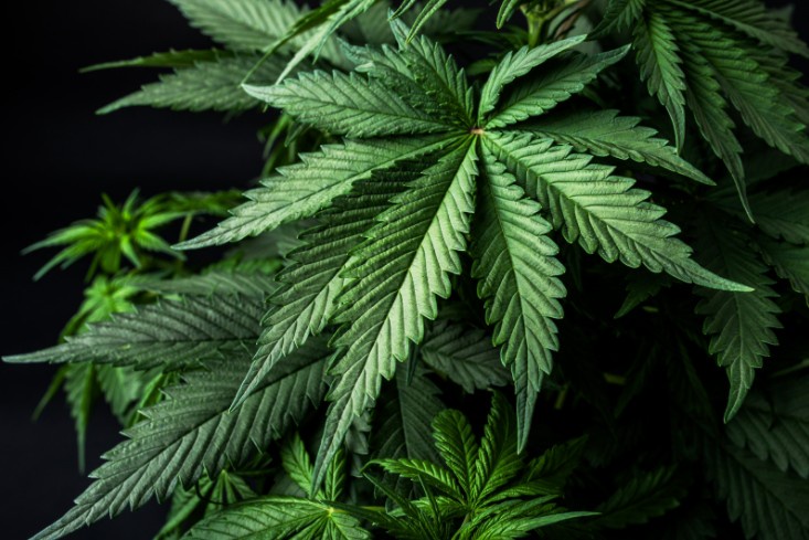 Ohio's Cannabis Legalization: A Comprehensive Guide