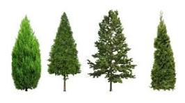 Coniferous vs. Deciduous Trees: Unveiling the Contrasts in Nature's Canopy