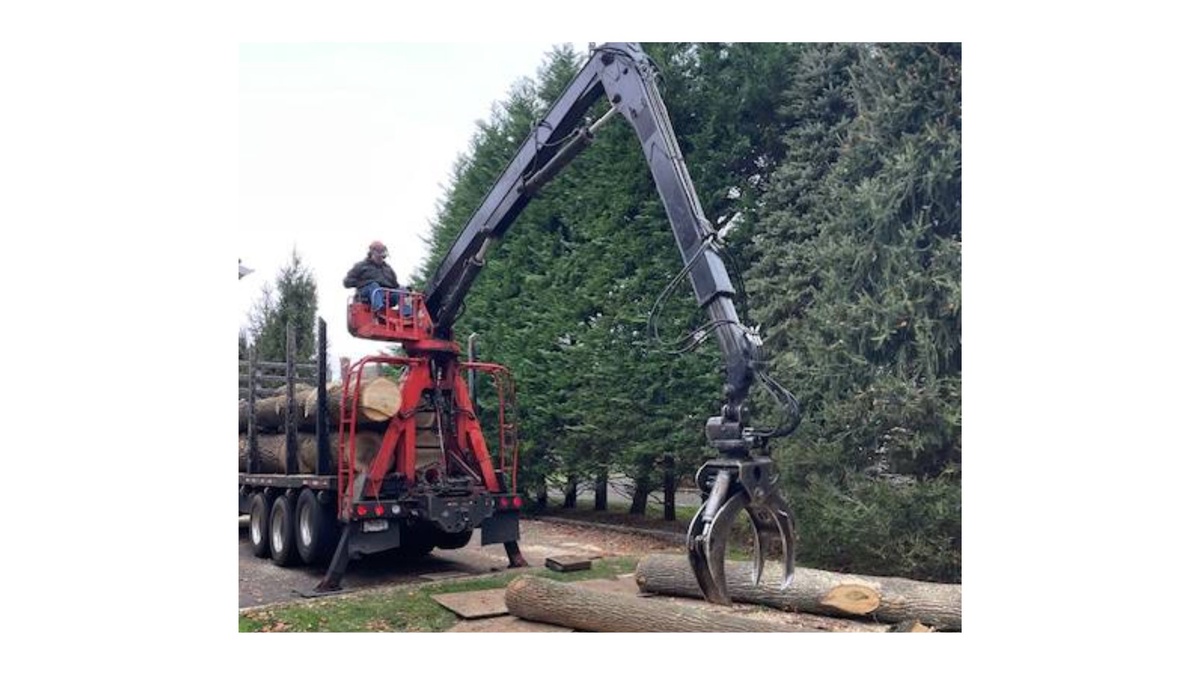 Tree Removal Service Near Monroe, CT: Your Guide to a Seamless Experience