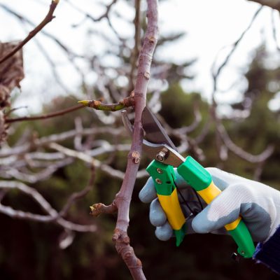 The Importance of Professional Tree Pruning