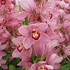 Blushing Beauty: Nurturing Pink Cymbidium Orchids