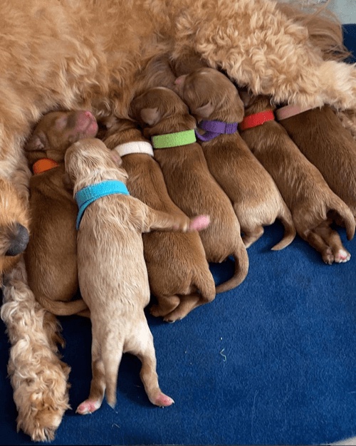 The Joy of Welcoming a Furry Friend into Your Home: A Guide to Buying Cavoodle Puppies