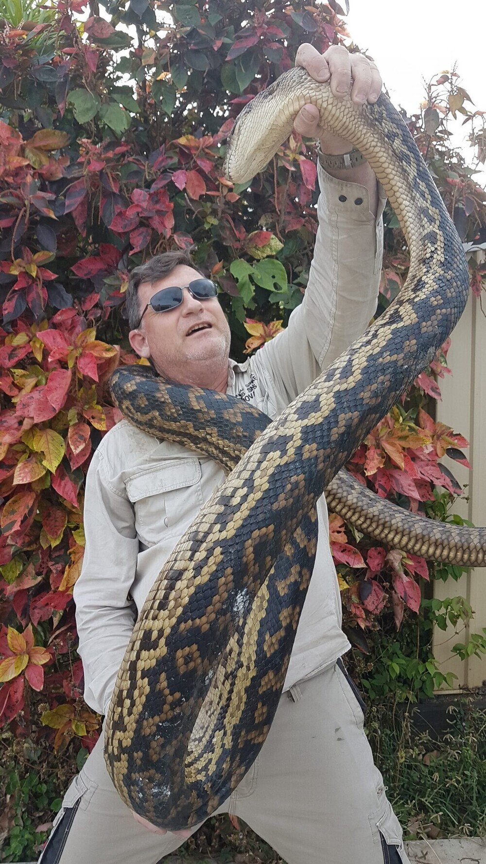 Snake Removal Cairns