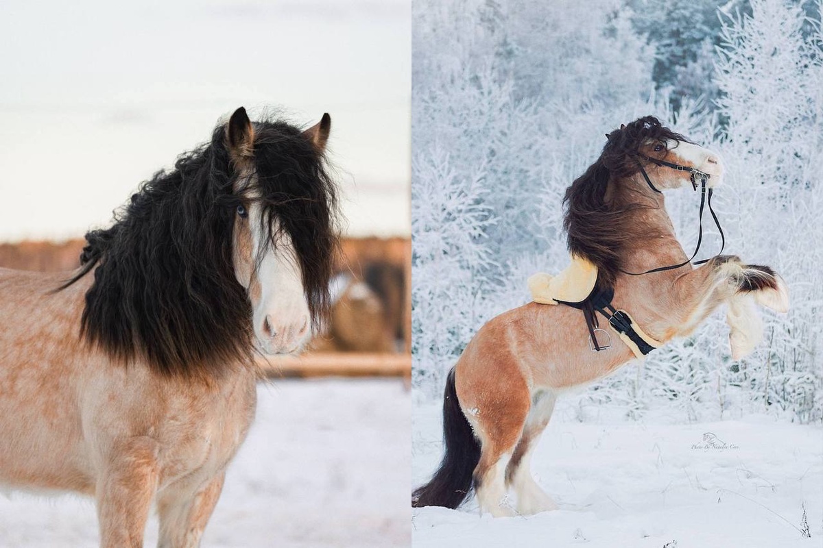 Horse Dreams Unleashed: Ekaterina Smolla’s Joyful Journey