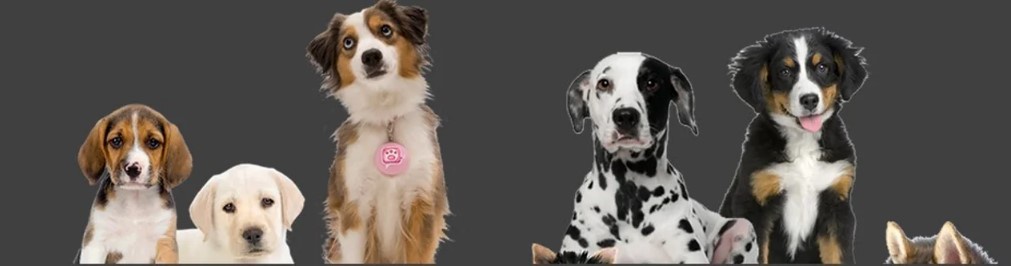 Sustainable Comfort: Miloboxes' Reusable Dog Diapers
